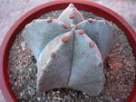 Astrophytum Myriostigma